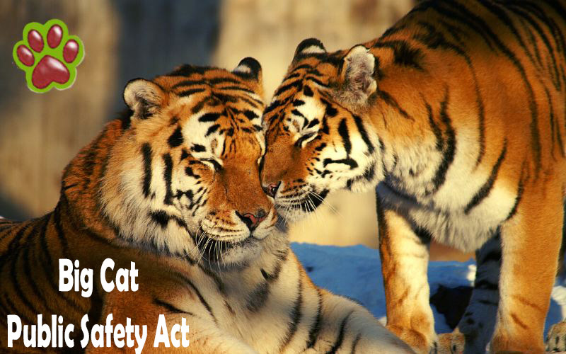 Update: President Biden Signs Big Cat Public Safety Act