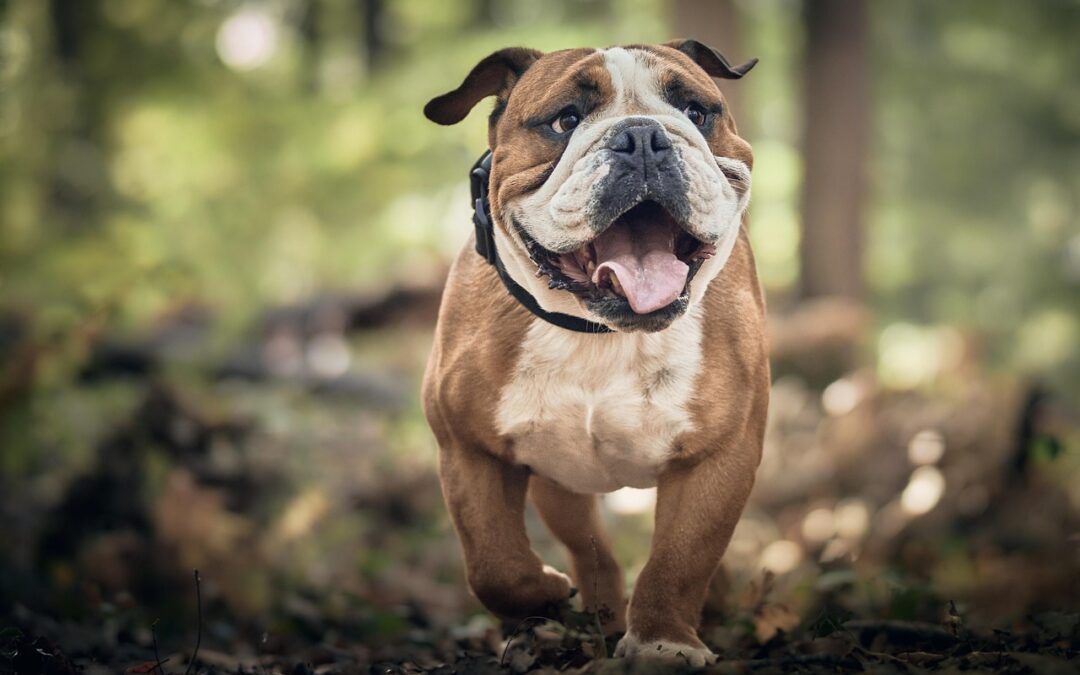 Standards for Doghouses Are Being Addressed in Tennessee
