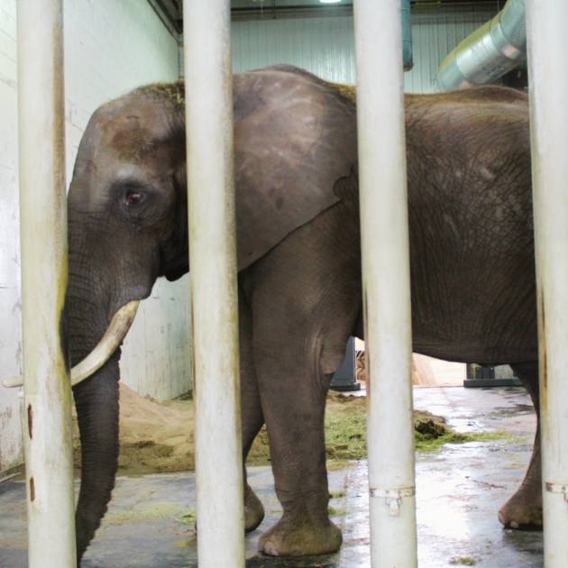 NYC Bill Is Fighting for Increased Space for Captive Elephants