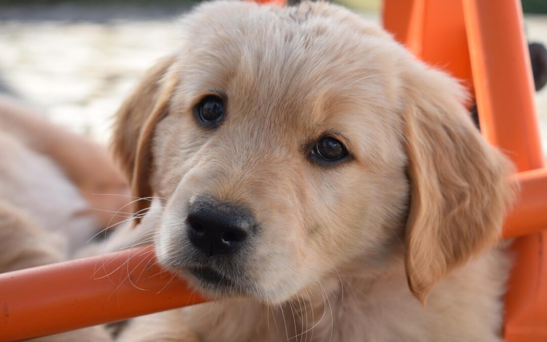 Goldie’s Act Promises Protection for Dogs in Puppy Mills