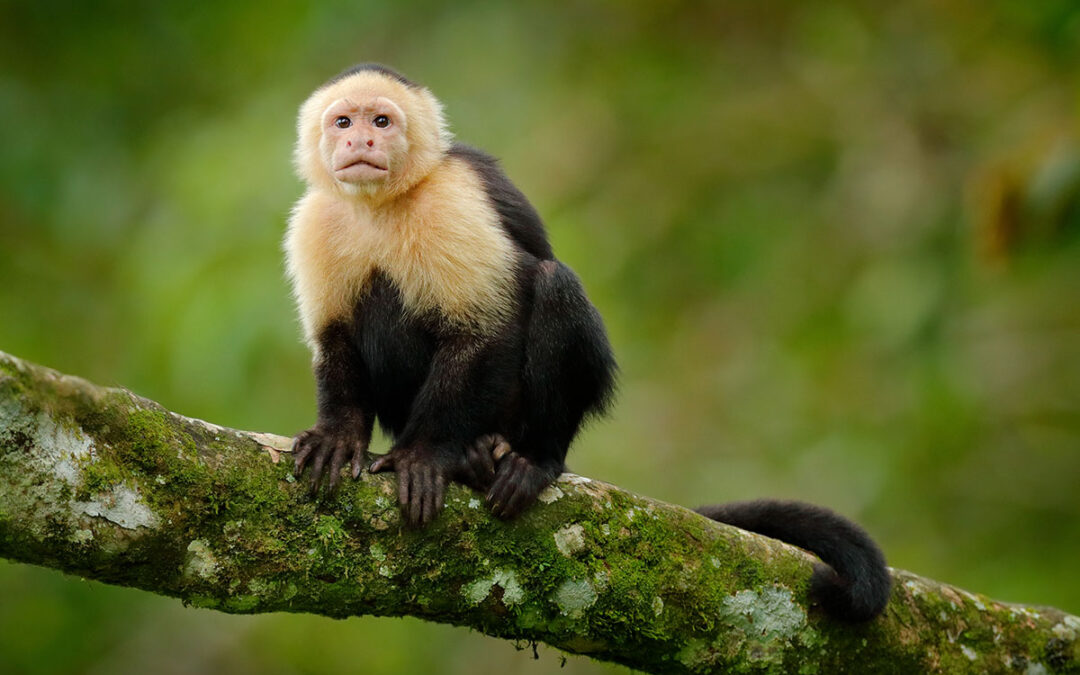 New York Looks to Take Primates Out of Entertainment