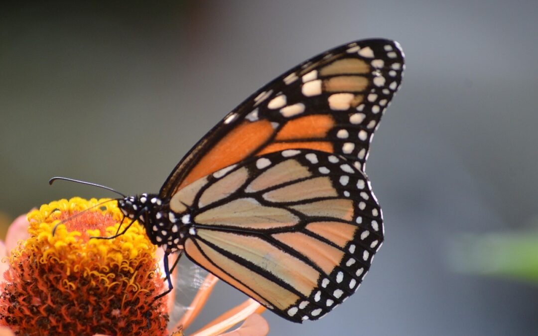 Western Monarch Butterflies Need Help