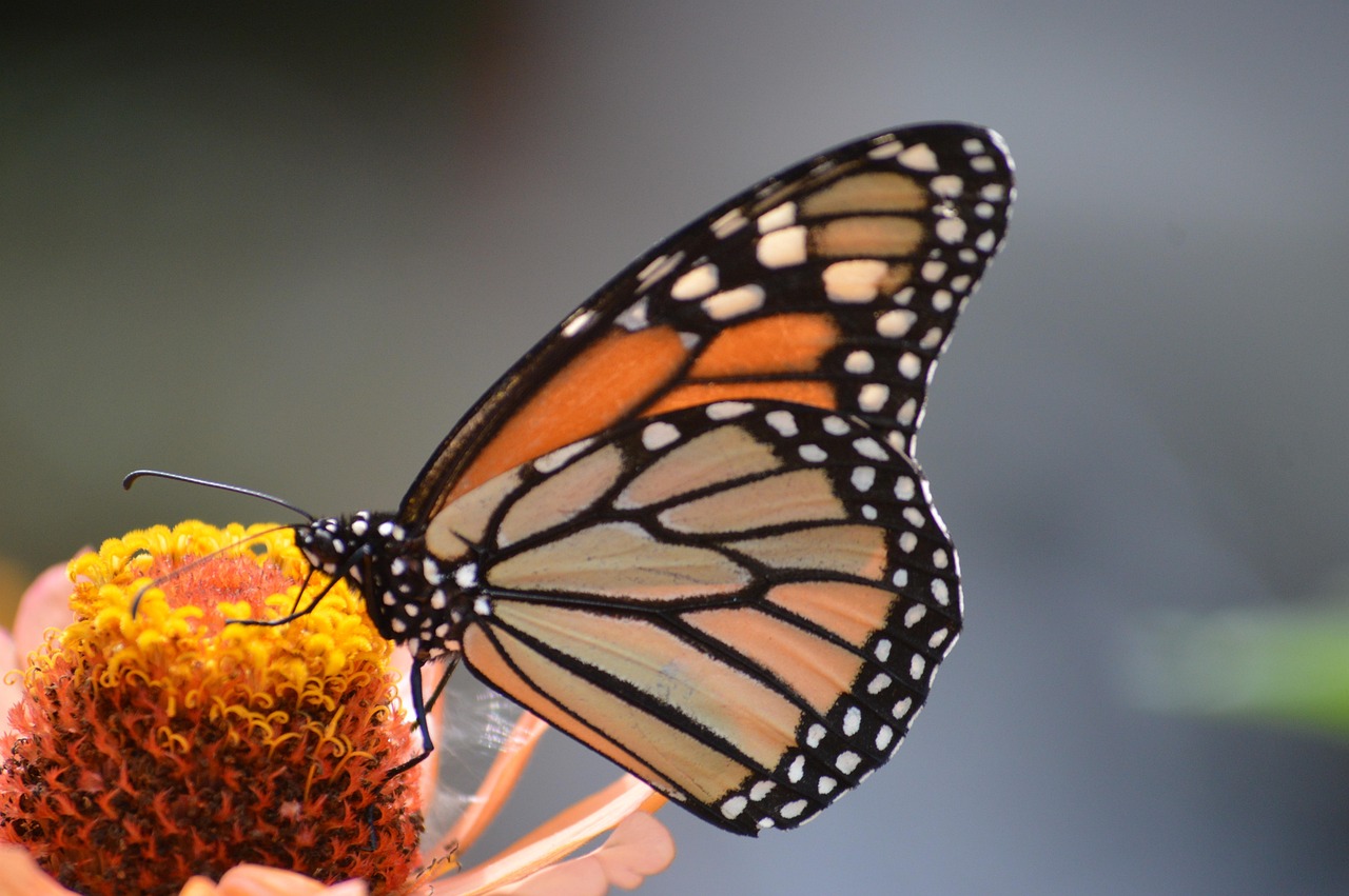 Western Monarch Butterflies Need Help