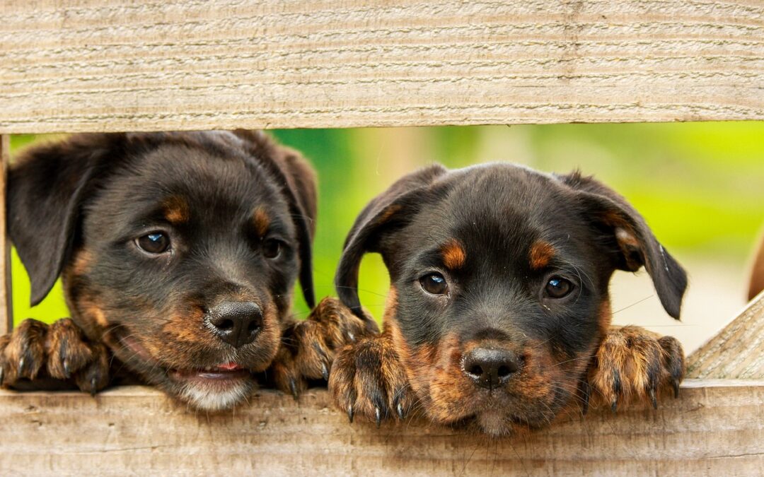 Massachusetts Could Change Animal Lives with this New Housing Bill