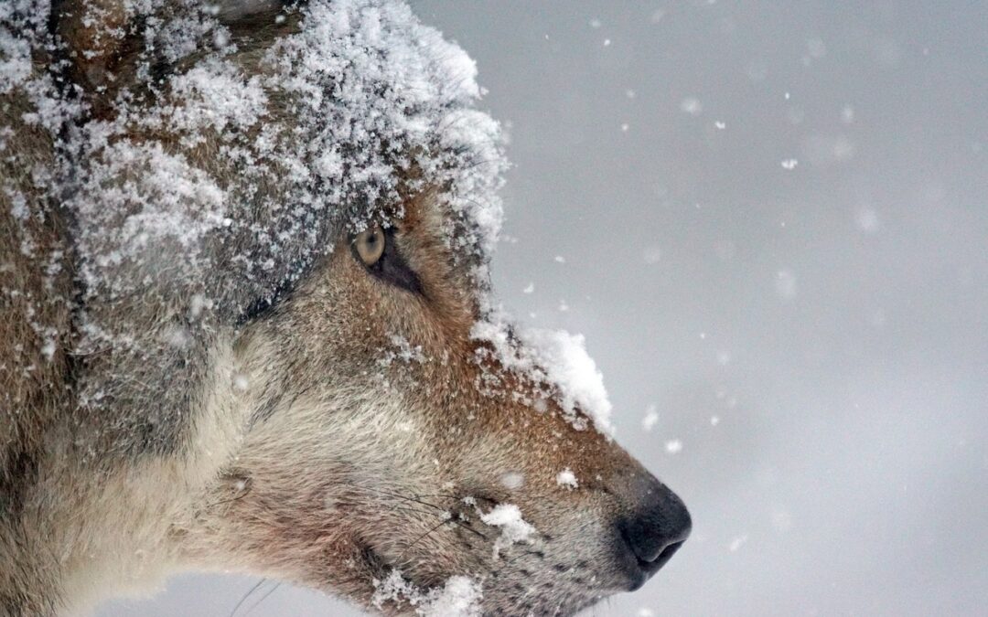 New York joins the Movement to End Wildlife-Killing Contests