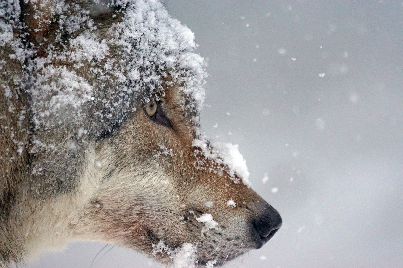New York joins the Movement to End Wildlife-Killing Contests