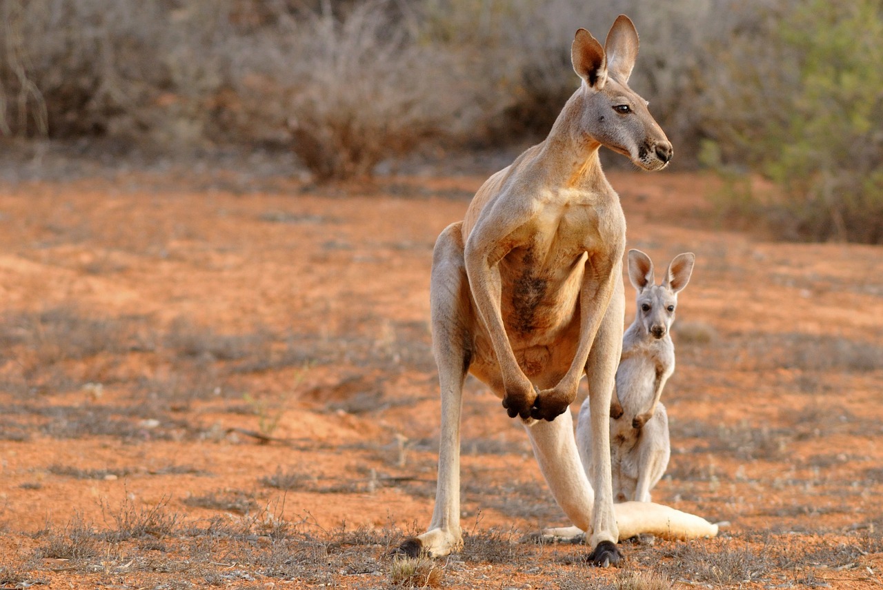 Kangaroos Will Not Be in the Homes of New Hampshire