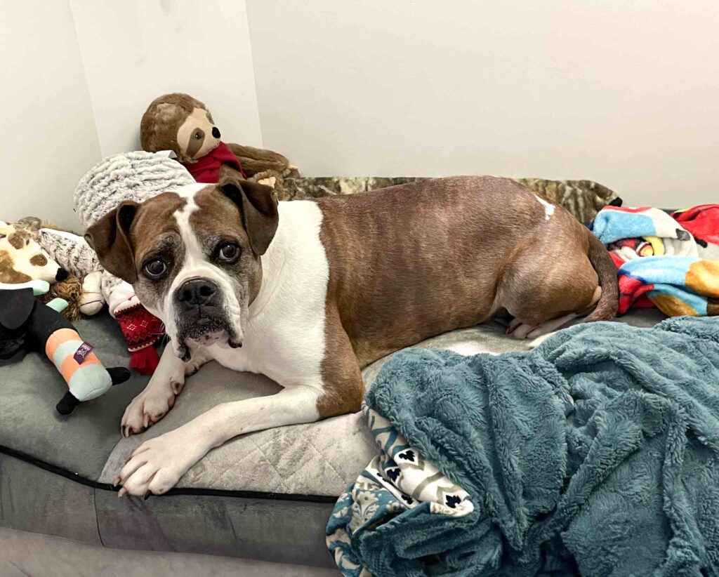 Avis, a senior bulldog mix, resting on a dog bed surrounded by toys
