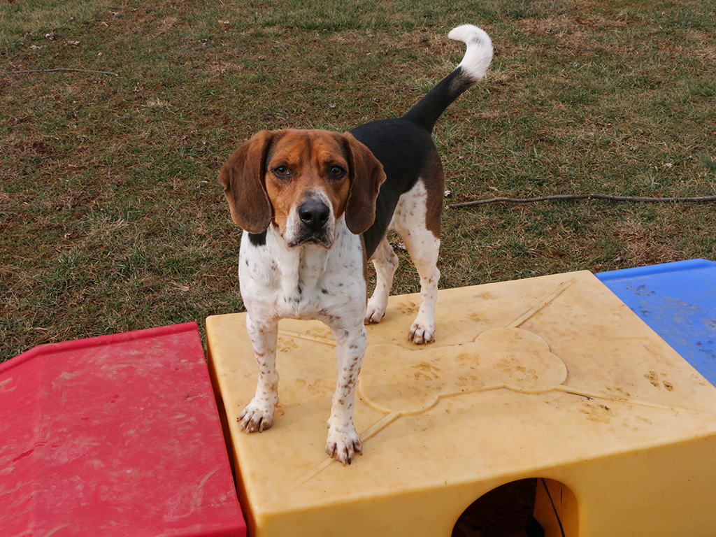 Hunter, a tricolor hound mix, standing on a play structure