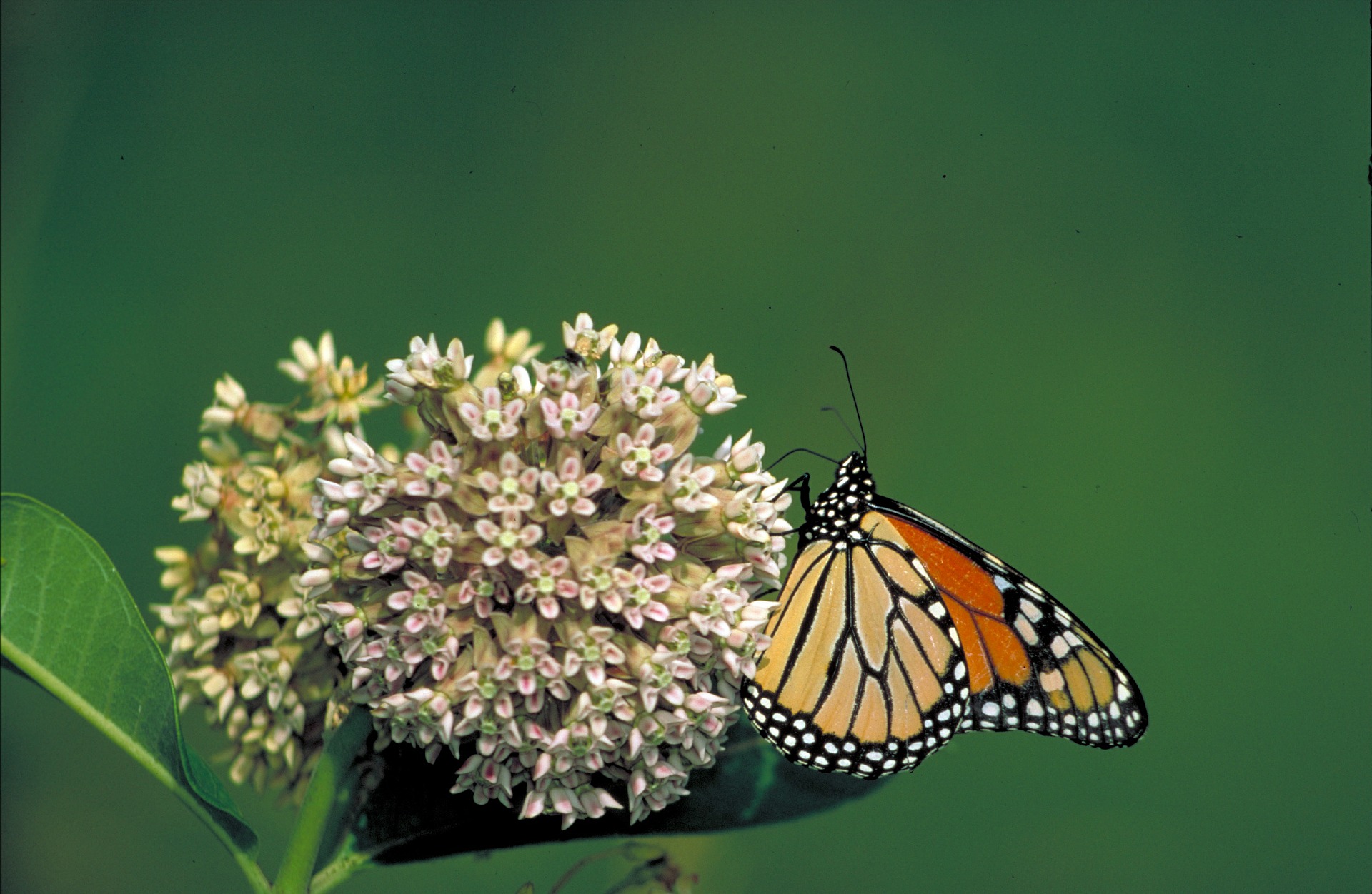 monarch-butterfly-569432_1920 monarch-butterfly-569432_1920