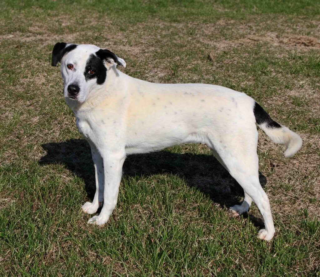 Speckles, a white dog with black spots, standing in the grass