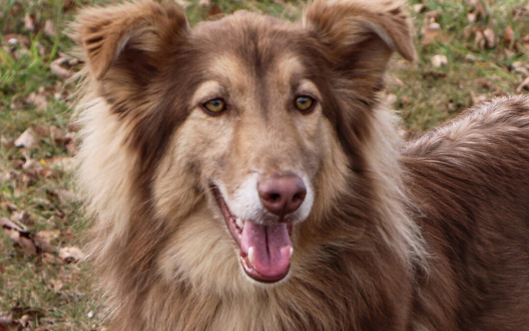 Tundra