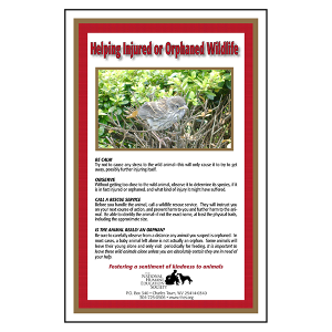 Helping Injured or Orphaned Wildlife