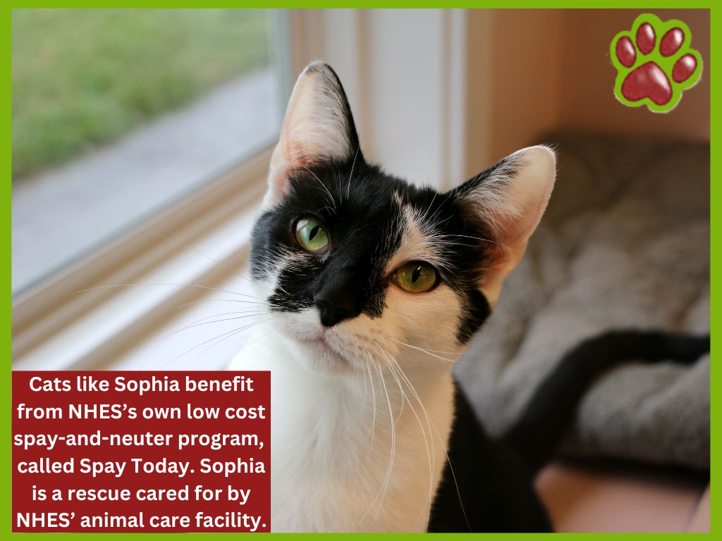 California Signs Off On New Spay and Neuter Certification Program