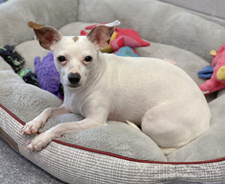 Nellie2-458x375