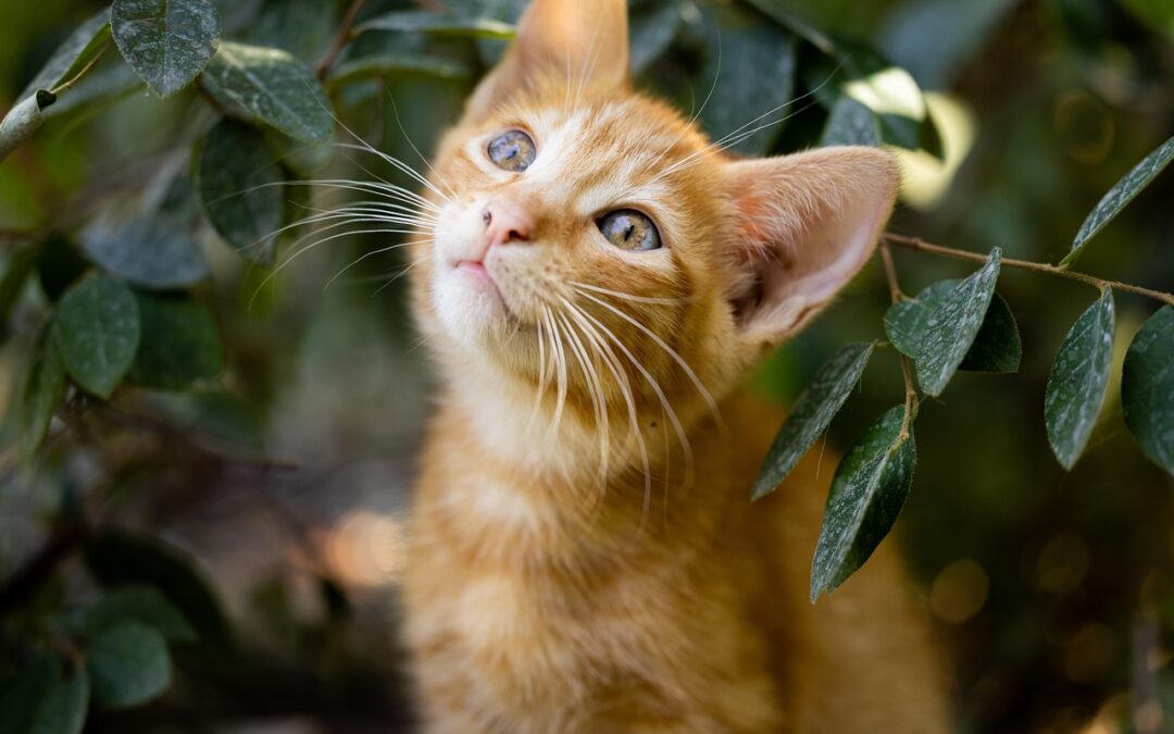 California Signs Off On New Spay and Neuter Certification Program