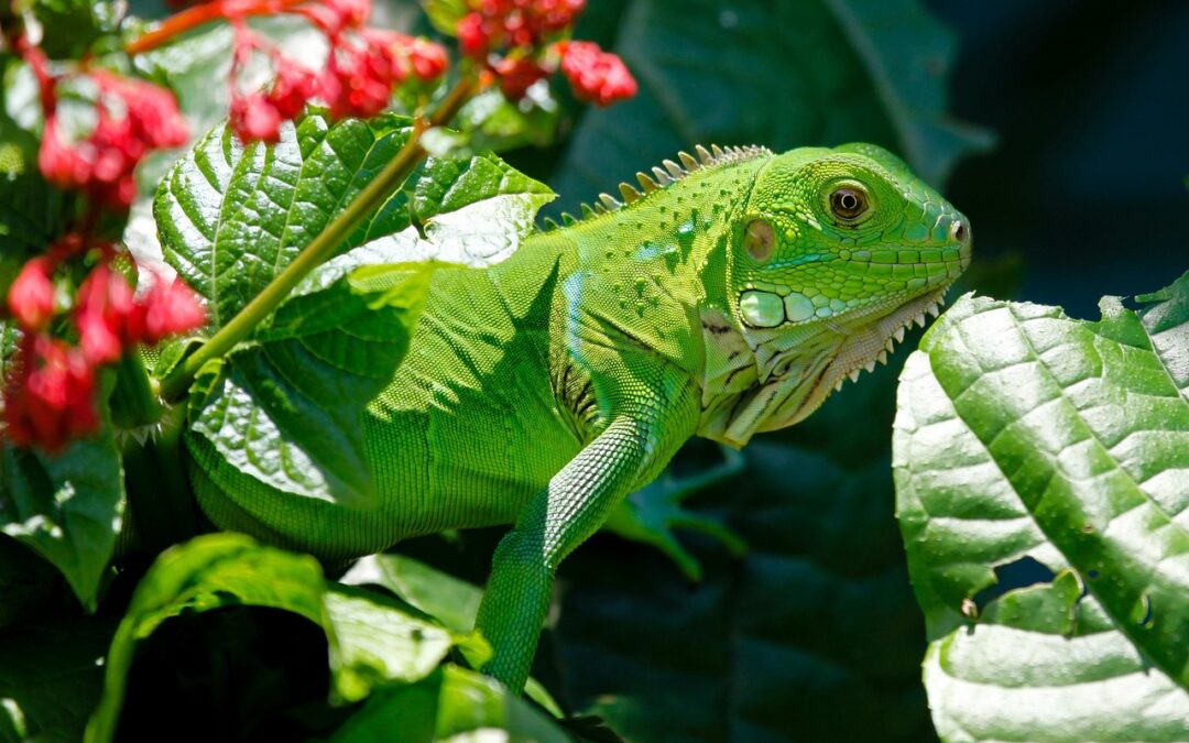 CARE Act for Cold-Blooded Animals Introduced