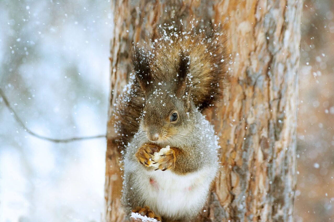 New York Introduces Peanut’s Law to Protect Wildlife
