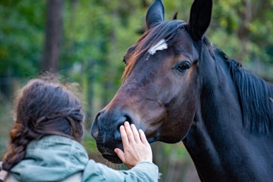 Vermont Fills the Gaps With New Division of Animal Welfare