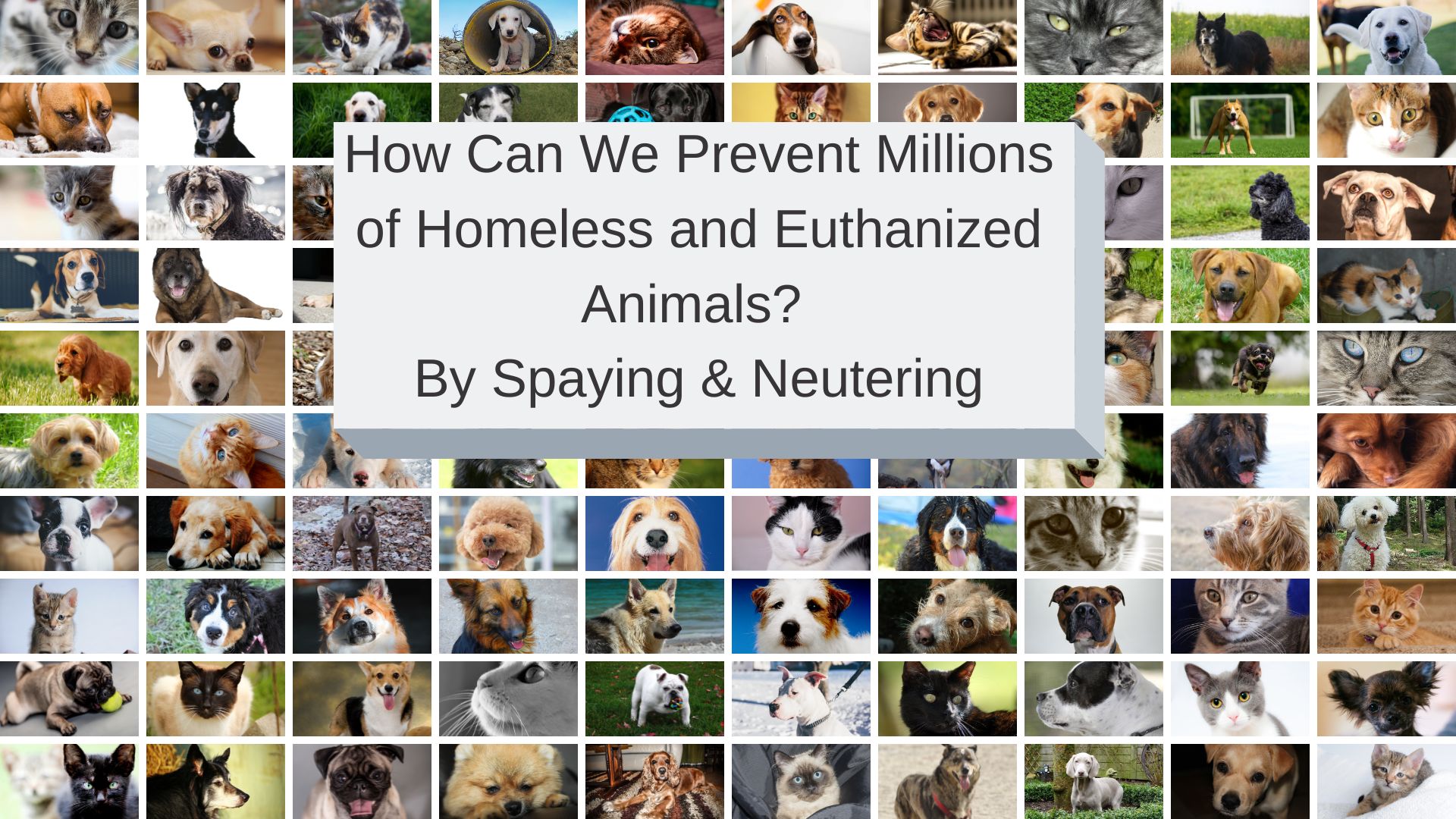 spayneuter laws