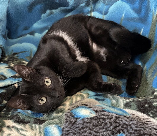 Sybil