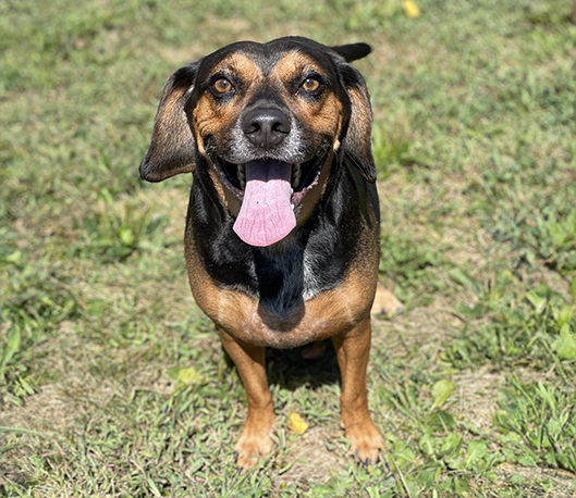 Elvis