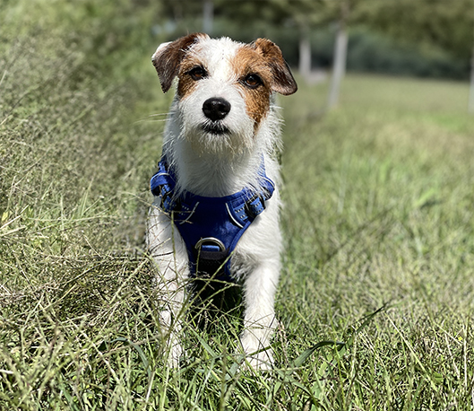 Jazzie