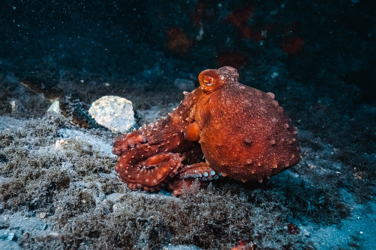 Re-introduced Bill Could Promise Farm Free Life for Our Nation’s Octopus