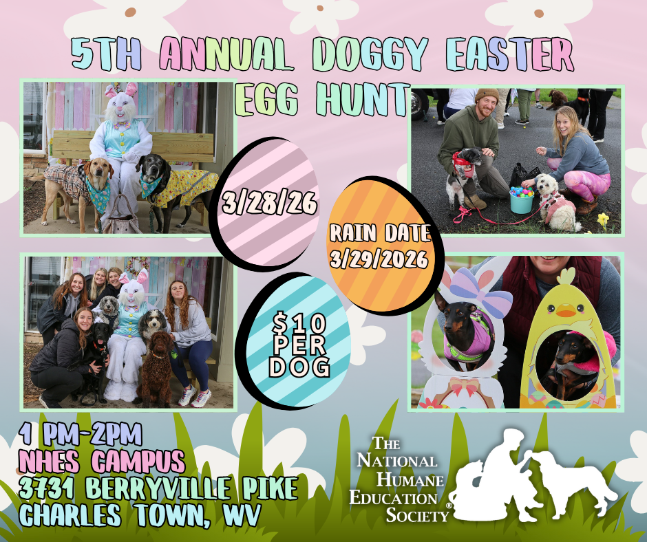 2 Doggy Easter Egg Hunt 2026