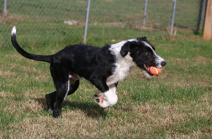 Florida Fights to Defend Animals with Statewide Animal Abuser Registry