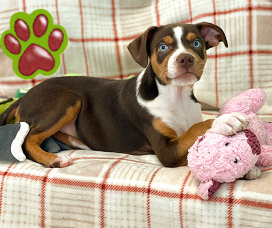 California Steps Up to Stop the Puppy Mill Pipeline