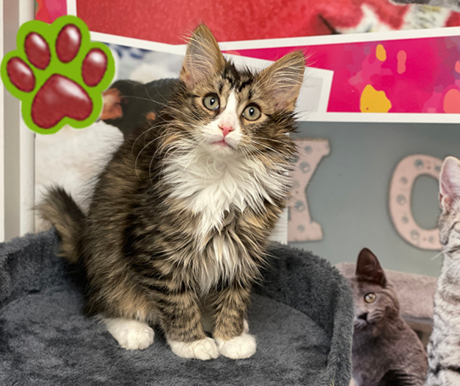 Pennsylvania Pushes for Companion Animal Rights in Divorce Court