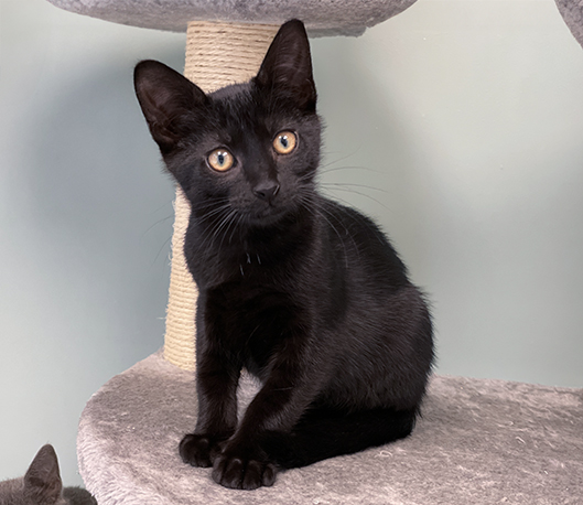 JiJi