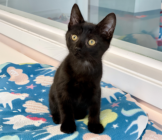 Sooty