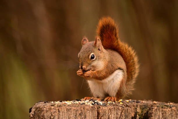 An American Red Squirrel sits on a tree stump eating seed left out for birds Red squirrel sitting on a tree stump eating seeds.